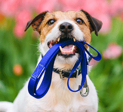 Ma …io ciò er cane - di Franco Petramala